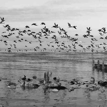 The Willow Studio - Peaceful Retreat Near Whitstable Seaside ฟาเวอร์แชม ภายนอก รูปภาพ