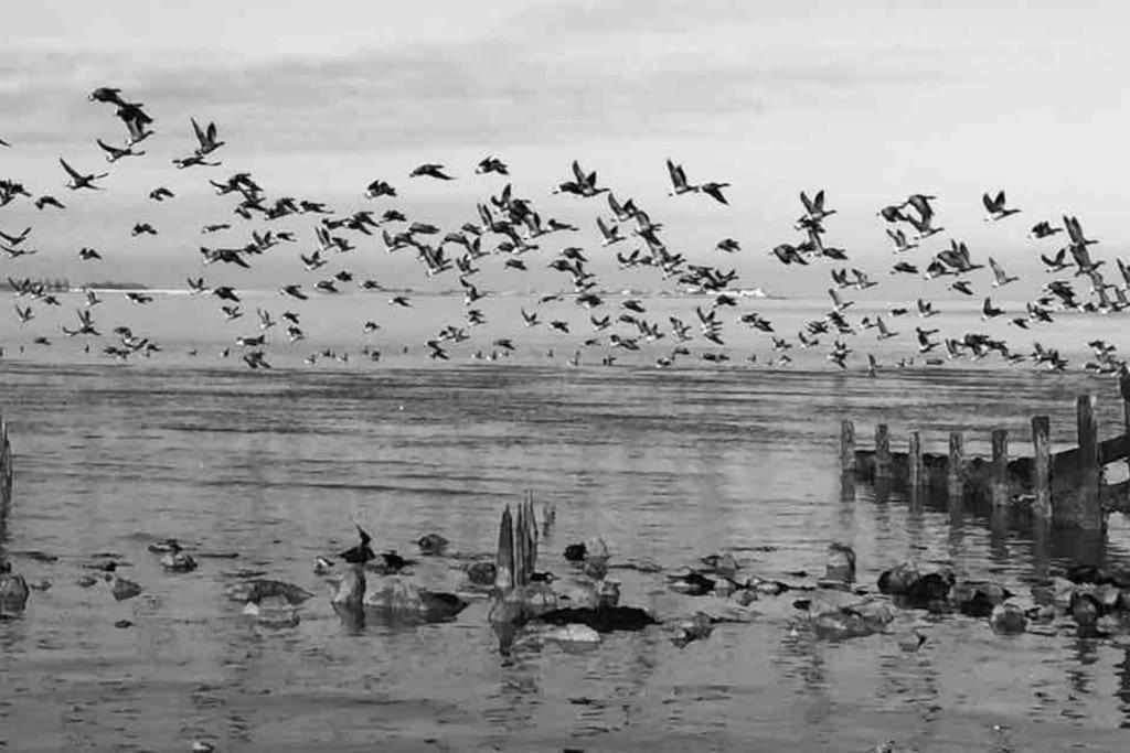 The Willow Studio - Peaceful Retreat Near Whitstable Seaside ฟาเวอร์แชม ภายนอก รูปภาพ